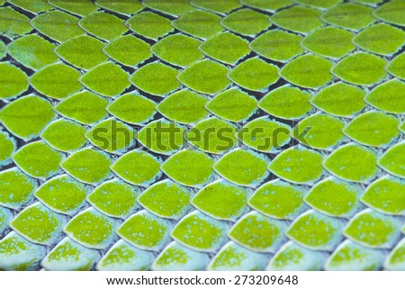 Snake skin pattern background,Striped snake scales