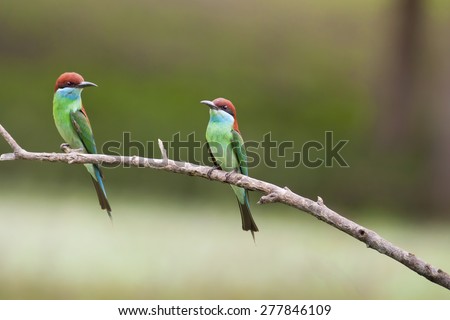 Bird,Beautifu Bee-eate bird ( Blue throated Bee eater) , Bird of Thailand