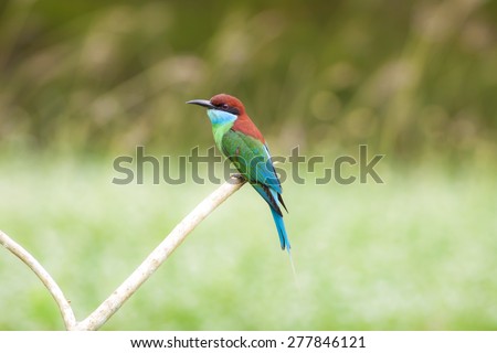 Bird,Beautifu Bee-eate bird ( Blue throated Bee eater) , Bird of Thailand