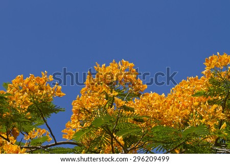 Flame tree flowers and blue sky (Flam-boyant, The Flame Tree, Royal Poinciana)