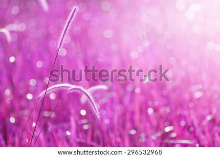 Grass with a warm light in the morning, Style light pink background