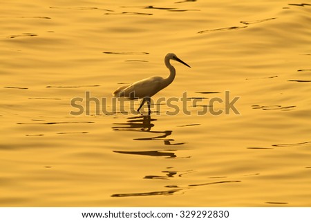 Birds living in the sea at sunset,Bird,Little Egret (Egretta garzetta)