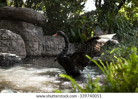 Black Swan was flicked water play in marsh water