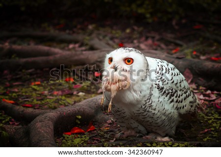 Bird,Owl chicks eating,Snowy owl (Bubo scandiacus) ,vintage style light