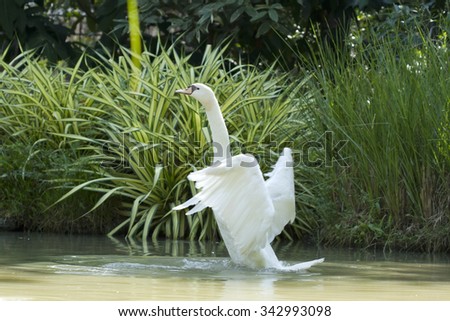 Swan was flicked water play in marsh water