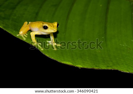 Golden Tree Frog,Dwarf frog legs,Aquixalus gracilipes