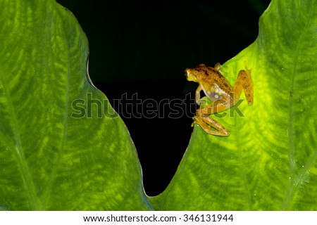 Golden Tree Frog,Dwarf frog legs,Aquixalus gracilipes