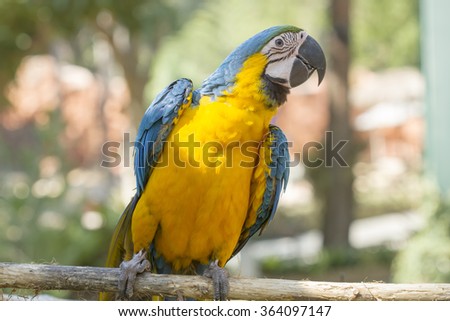 Bird,blue and gold macaw , thailand