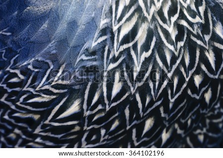 Pattern of feather, Closeup feather