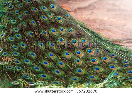 Multi colored peacock feathers,Closeup peacock feathers ,Peacock,Green peafowl, Pavo muticus (Pavo cristatus)