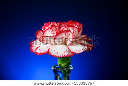 Single close up carnation on blue background.