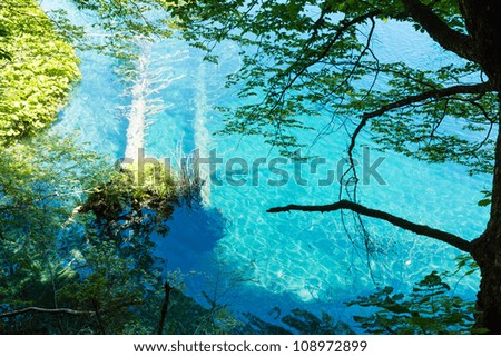 Summer azure  limpid  transparent lake view  and  trunks of dry tree at bottom (Plitvice Lakes National Park, Croatia)