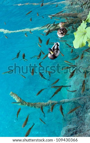 Shoal of small fish and wild duck couple in azure clean transparent lake