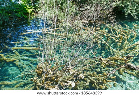Summer limpid  transparent lake with  trunk of dry tree at bottom (Plitvice Lakes National Park, Croatia)