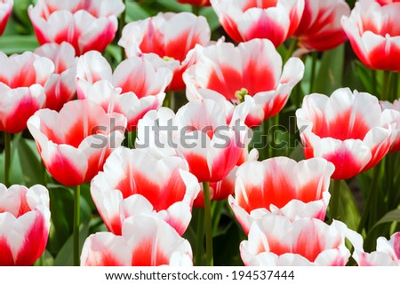 Beautiful red-white tulips close-up (nature spring background).