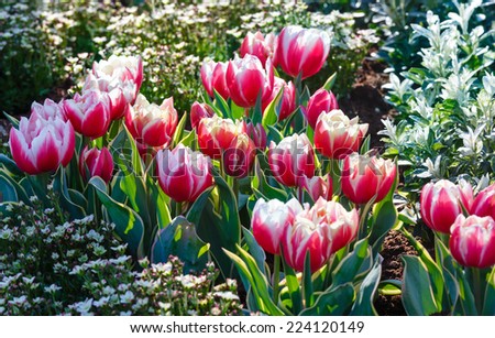 Beautiful red-white tulips in spring park.