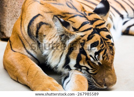 Beautiful strong striped sleeping tiger closeup.