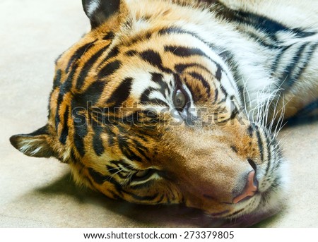 Beautiful strong striped resting tiger closeup.