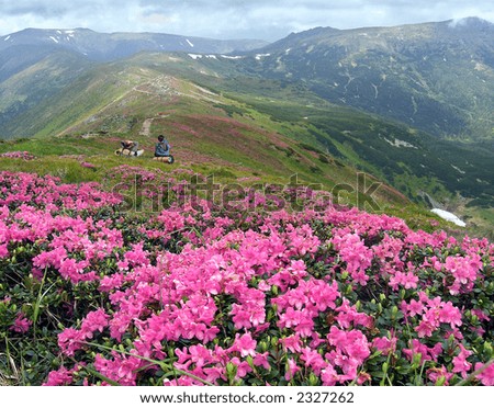 Sweethearts couple on a beautiful mountainous glade overgrown a native-flowers (rhododendron) with view of the Chornogora ridge (Carpathian Mt\'s, Ukraine). (On \