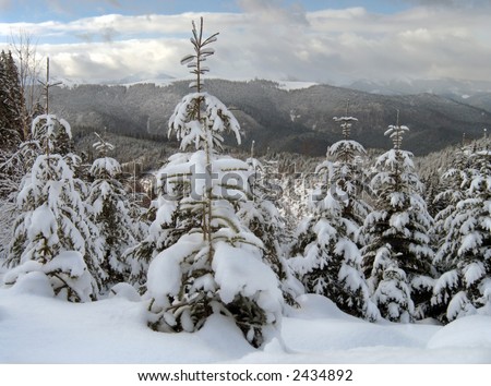 winter calm mountain landscape with snow-covered spruce-trees on a forefront