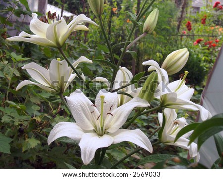 White madonna lily flowers on garden flower bed