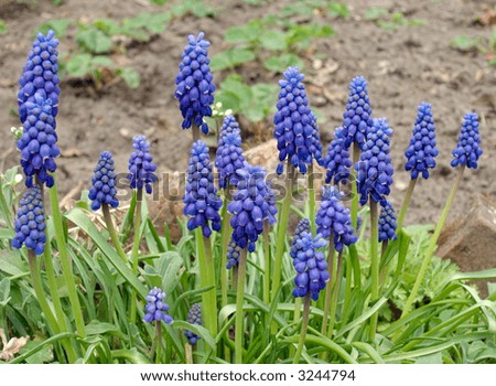 Plants with small blue flowers (spring background)