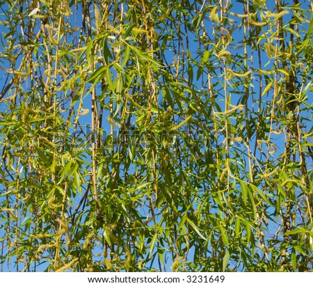 of pussy-willow tree with