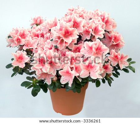 Blossoming plant of azalea (pink flowers) in flowerpot