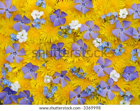 Surface with yellow (dandelion), blue (periwinkle and forget-me-not) and white flowers, (four shots stitch)