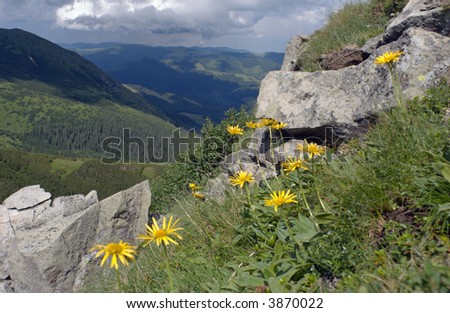 Yellow mountain flowers above the valley on rocky mountainside