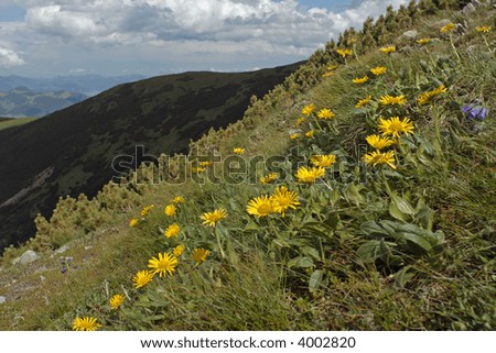 Yellow mountain flowers on green mountain side