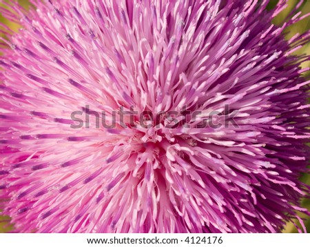 Pink flower of thorn weed plant (close-up, natural background)