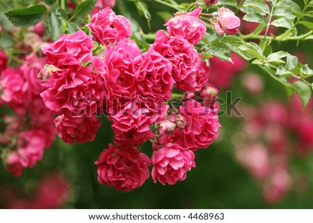 red rose flower background. bunch of red rose flowers