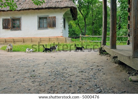 cats group on old historical farmstead, one cat with catch mouse