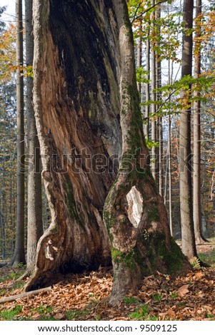 Old tree with big hollow in autumn mountain forest