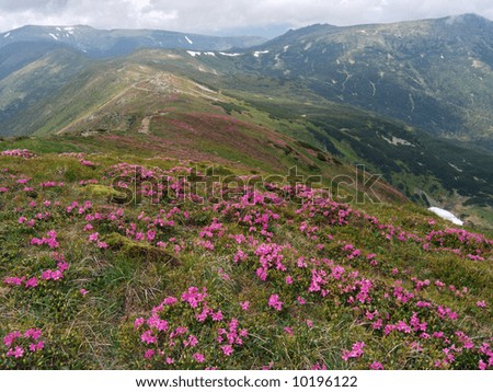 Beautiful mountainous glade overgrown a native-flowers with view of the Chornogora ridge