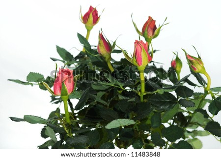 Part of blossoming small rose plant with seven rosebuds