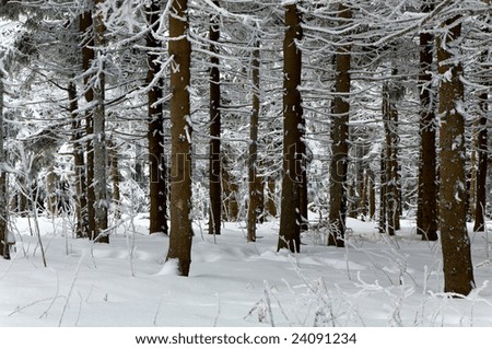 Winter gloomy dull day forest with rime and snow covered spruce trees