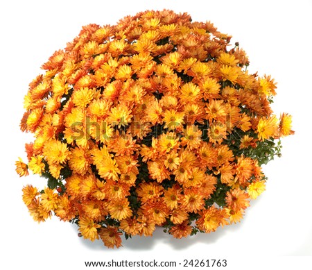 A pot of beautiful orange autumn chrysanthemums isolated on white background