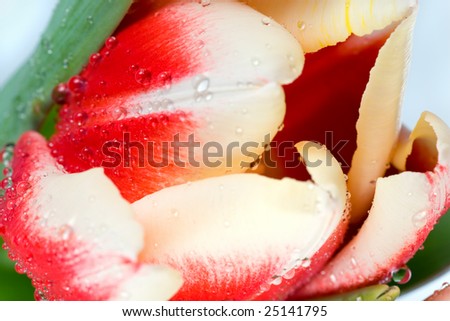 Spring holiday red-white tulip flower on light background