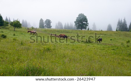 Summer mountain blossoming green meadow with horses (Carpathian Mt-s, Ukraine).