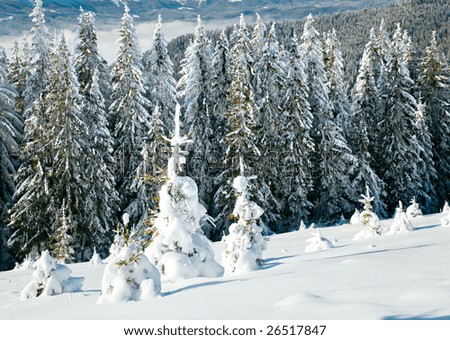 winter calm mountain landscape with rime and snow covered spruce trees