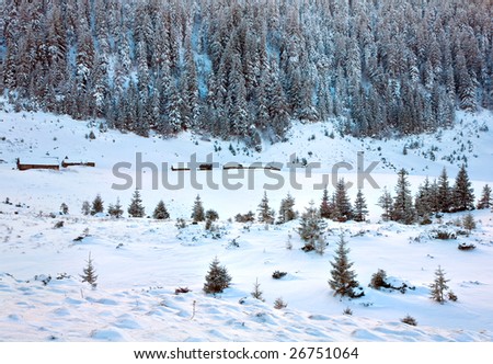 winter calm mountain view with rime and snow covered spruce trees and sheds group near forest