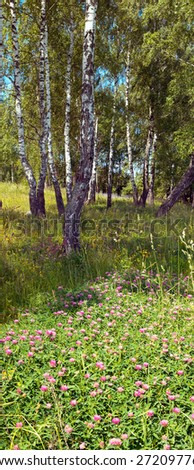 Birches in summer forest with flowers below. Two shots composite picture.