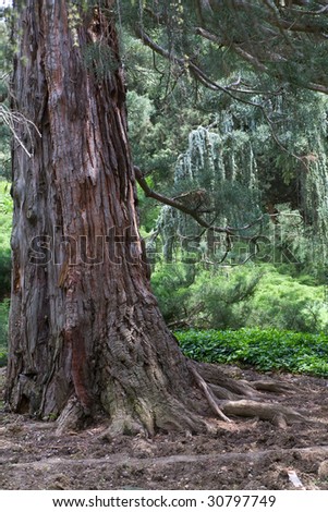 basal trunk part of old majestic sequoia tree (Sequoiadendron giganteum).