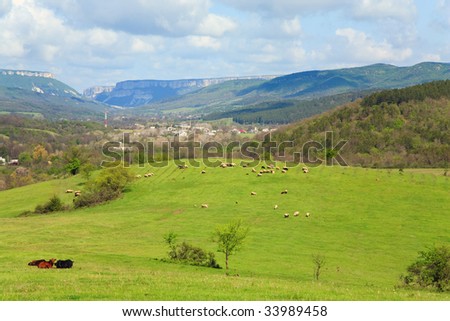 sheep herd on mountain hill near village