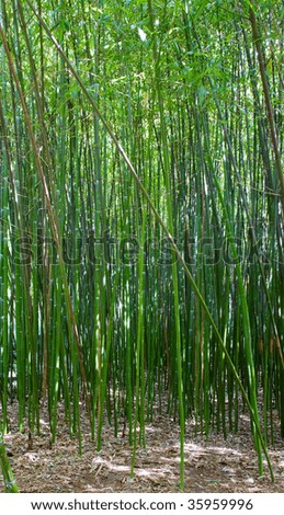 High green trunk of bamboo plant \
