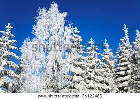 winter rime and snow covered trees on blue sky with some snowfall background (perspective view)