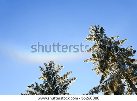 winter tree tops on blue sky with some snowfall background and rainbow in snow dust