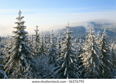winter calm mountain landscape with rime and snow covered spruce trees and some snowfall